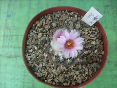 S7300535 S7300535