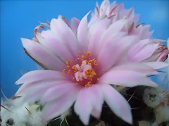 S7300539 S7300539