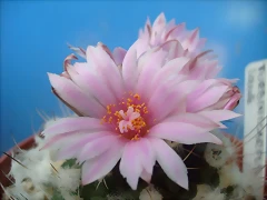 S7300540 S7300540