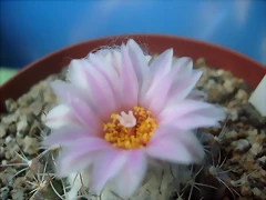 S7300542 S7300542