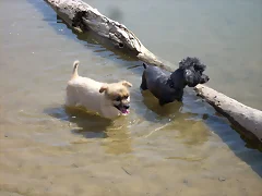 luky y moli lago luky y moli lago