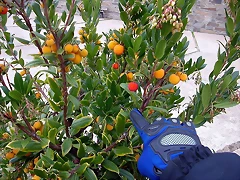 DSCN9699 DSCN9699