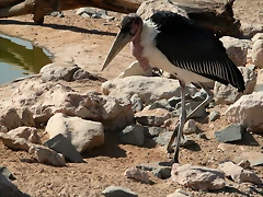 Al Ain Zoo - Atlantis - 19-12-08 038 Al Ain Zoo - Atlantis - 19-12-08 038