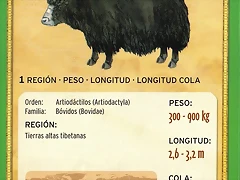 yak