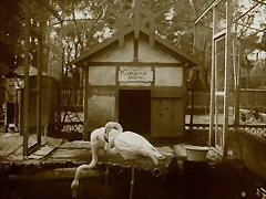 flamencos_egipcios