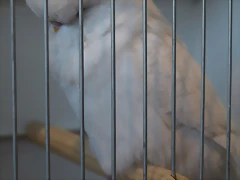 Inos (1) Inos (1)