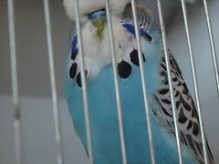 Azul Cielo Azul Cielo
