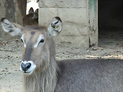 Zoológico 04-09-05 001 Zoológico 04-09-05 001