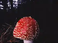 Amanita muscaria