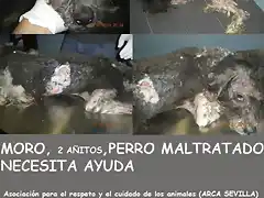 MORO, perro de aguas maltratado