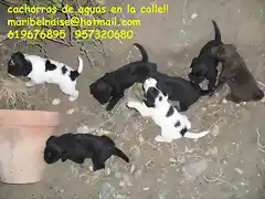 cachorros de aguas en la calle