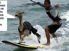 watch_alpaca_surf_640_02[1] - copia