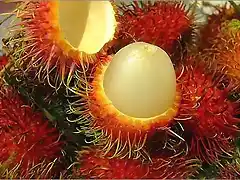 rambutan (1)