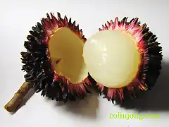 pulasan_rambutan_01