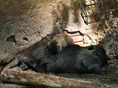 Zoo de Barcelona 30-04-11 i 01-05-11 070