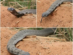 cobra cobra