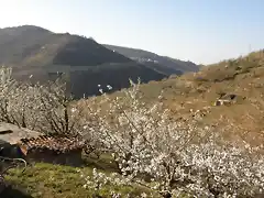 12_Cerezos en flor en Barrado
