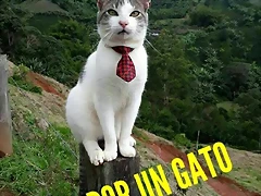 VOTAR POR UN GATO