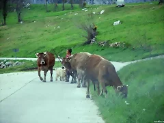 En Bejes era normal toparse con esto