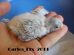 5 pollo 13-9-2011