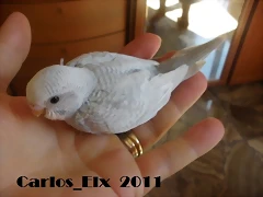 1 pollo  13-9-2011
