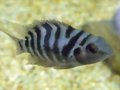 Archocentrus nigrofasciatus Archocentrus nigrofasciatus