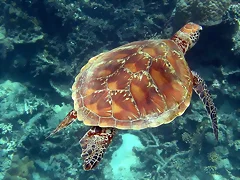 turtle