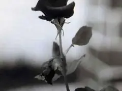 Rosa--jexys`--- Rosa--jexys`---
