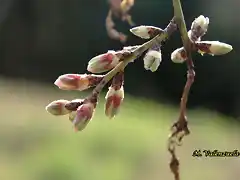 15, yemas de almendro2, marca