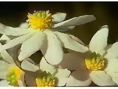 Flor del canelo 1
