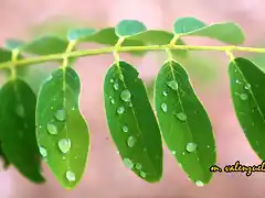 06, primeras gotas de agua, marca