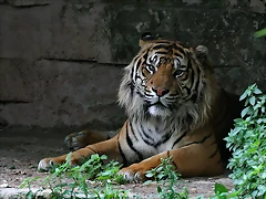 Zoo de Barcelona 386 Zoo de Barcelona 386