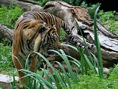 Zoo de Barcelona 437 Zoo de Barcelona 437