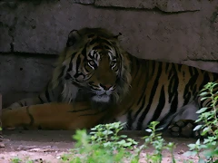 Zoo de Barcelona 488 Zoo de Barcelona 488