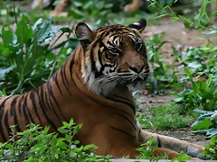 Zoo de Barcelona 443 Zoo de Barcelona 443