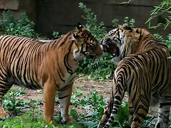 Zoo de Barcelona 465 Zoo de Barcelona 465