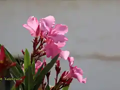 02, flor de adelfa, marca2