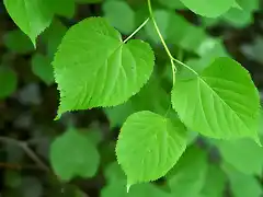 large-leaved-lime-leaves-npl-01128259-philippe-clement