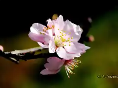 18, flor del almendro, marca