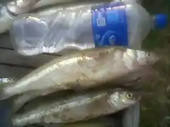 pesca pejerrey