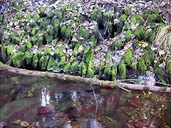 DSCN0005