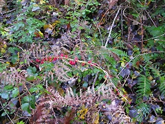 DSCN0007