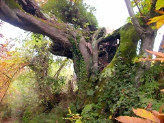 DSCN0049 DSCN0049