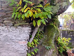 DSCN0066 DSCN0066