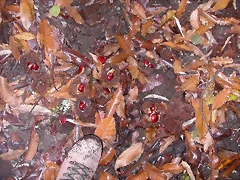DSCN9985 DSCN9985