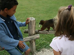 Le Parc des Felins agost 2010 1123 Le Parc des Felins agost 2010 1123