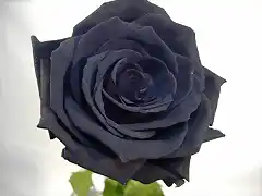 rosa-negra