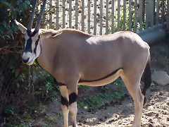 Oryx beisa (20-9-18 Burgers zoo)