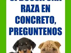 razas consultar