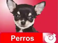 perros web